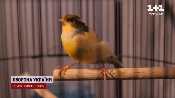 Канарка Людмила